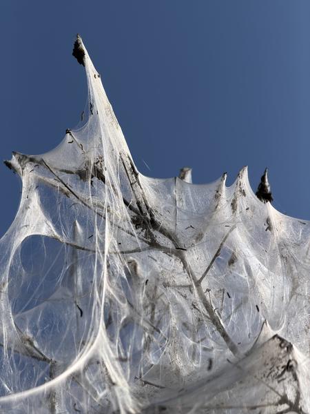 This close-up photo captures a tree's bare branches completely enveloped in a dense, silken web, likely spun by Ermine moth caterpillars, against a clear blue sky